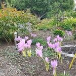 Colchicum autumnaleBlüte