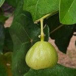 Hernandia nymphaeifolia Gyümölcs