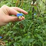 Commelina communis Kwiat