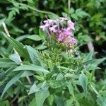 Valeriana angustifolia Blüte