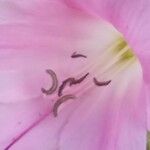 Amaryllis belladonna Blomst