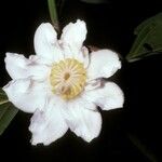 Bellucia grossularioides Flower