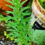 Myriophyllum aquaticumFolha