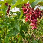 Leycesteria formosaFruit