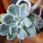 Echeveria pulvinata List