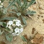 Oreocarya virgata Blomst