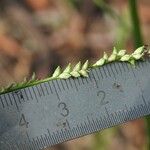 Setaria gausa Flower