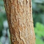 Acca sellowiana പുറംതൊലി
