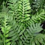 Polypodium cambricum Агульны выгляд