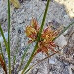 Juncus articulatusFlower