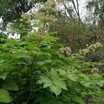 Aralia californica Liść