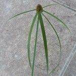 Cyperus aromaticus Folha