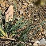 Eustachys paspaloides Foglia