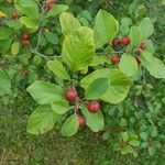 Frangula alnus Blad