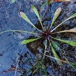 Limosella aquatica Foglia