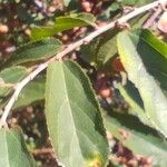 Grewia flavescens 葉