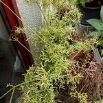 Rhipsalis cereuscula Pokrój