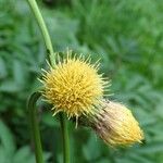 Cirsium erisithales Цвят