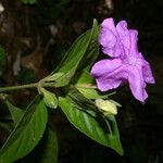 Ruellia matagalpae 花