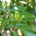 Syzygium aromaticum Цветок