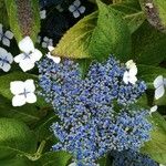 Hydrangea macrophyllaFlor