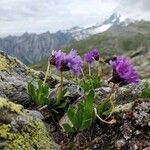 Primula glutinosa Blomst