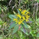 Senecio nemorensis Blomst