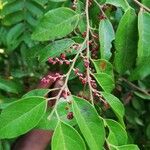 Hymenocardia ulmoides Fruit