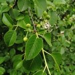 Prunus mahaleb葉