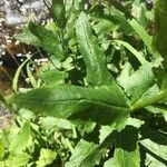 Senecio triangularis Foglia