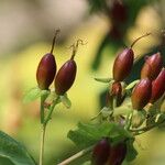 Hypericum frondosum Fruit