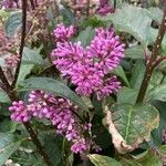 Syringa josikaea Flower