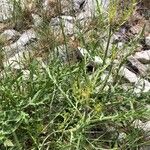 Cephalaria leucantha Frunză