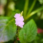 Stachytarpheta cayennensis Blomst