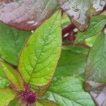 Amaranthus caudatus 葉