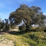 Quercus suber موطن