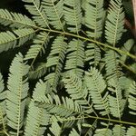 Piptadenia retusa Leaf