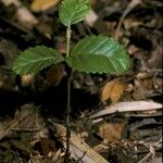 Nothofagus pumilio Hàbitat