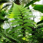 Cyathea arborea Leaf