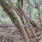 Rubus ellipticus Bark