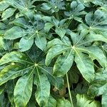 Schefflera digitata Hoja