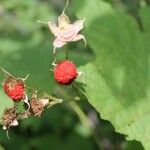 Rubus parviflorus Plod