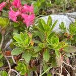 Rhododendron hirsutum Hoja