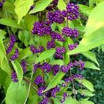 Callicarpa americana ഫലം