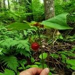 Trillium cernuum Fruit