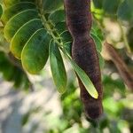 Senna surattensis Fruit