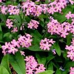 Myosotis sylvatica Fula