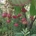 Euonymus latifolius Ffrwyth