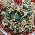 Coryphantha elephantidens Іншае