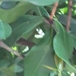 Acokanthera oblongifolia Φύλλο